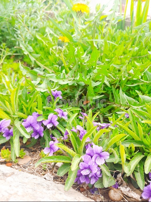 제비꽃,보라색꽃,들꽃,귀여운꽃,꽃,식물,자연,plants,nature,꽃,flower