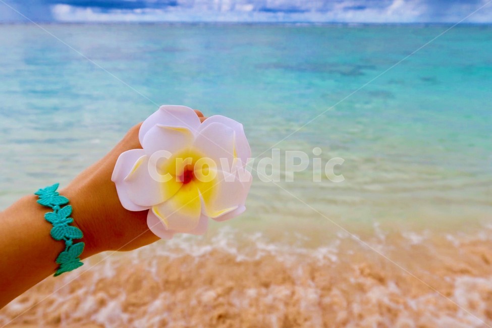 괌,섬,바다,해안선,에메랄드,하늘,구름,지상낙원,낙원,outdoors,sea,nature,자연,water,물,shoreline,landscape,scenery,경치,풍경,emerald,cloud,sky,seashore,paradise,island,파라다이스,beach,해변,flower,꽃,vacation,휴가,바닷가,ocean,대양,hapadai,하파다이,플루메리아,flumeria,파도,wave,여름,계절,summer,season,옥외,coast,연안,blossom,petal,꽃잎,plant,식물