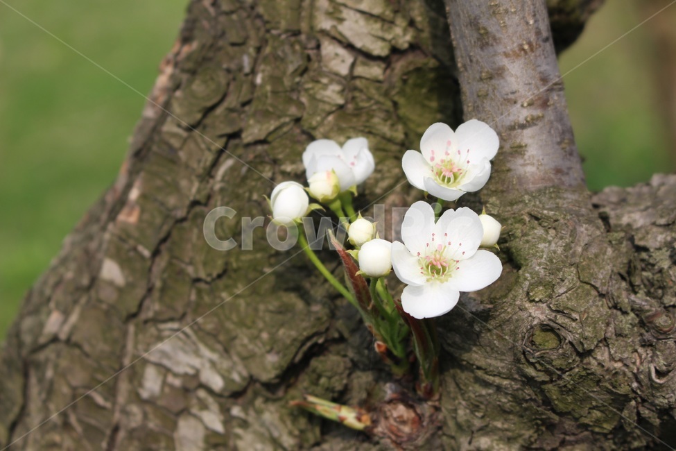 봄,꽃,봄꽃,꽃나무,벚꽃,spring,flower,tree,하얀,white