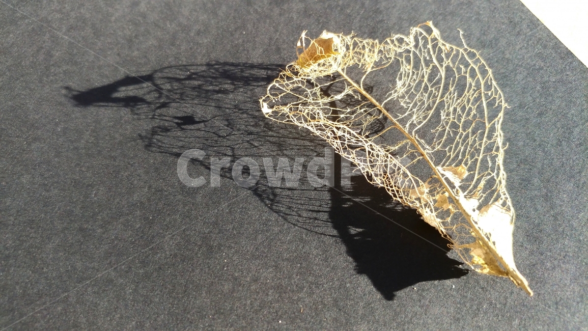 가을,가을감성,흔적,그림자,낙엽,조형미,자연의신비,식물,켈리포니아,California,winterleaf,shadow,presentofnature,natureart