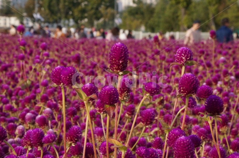 천일홍,꽃축제,꽃길,식물,자연,식물,자연,plants,nature,꽃,flower,사람들,대중,군중,other people,crowd