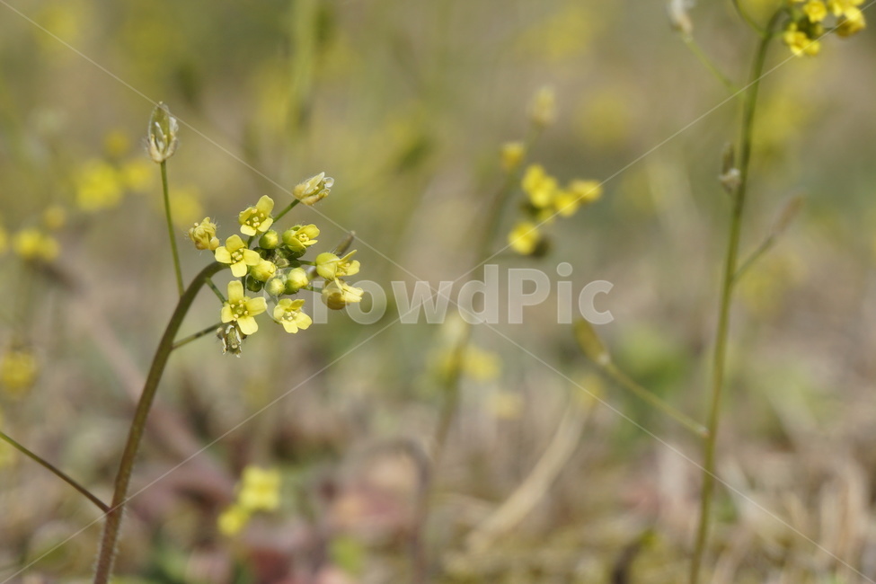 봄,봄꽃,노랑꽃,풀꽃,노란색,들판,연두색,3월,식물,자연,plants,nature,꽃,flower
