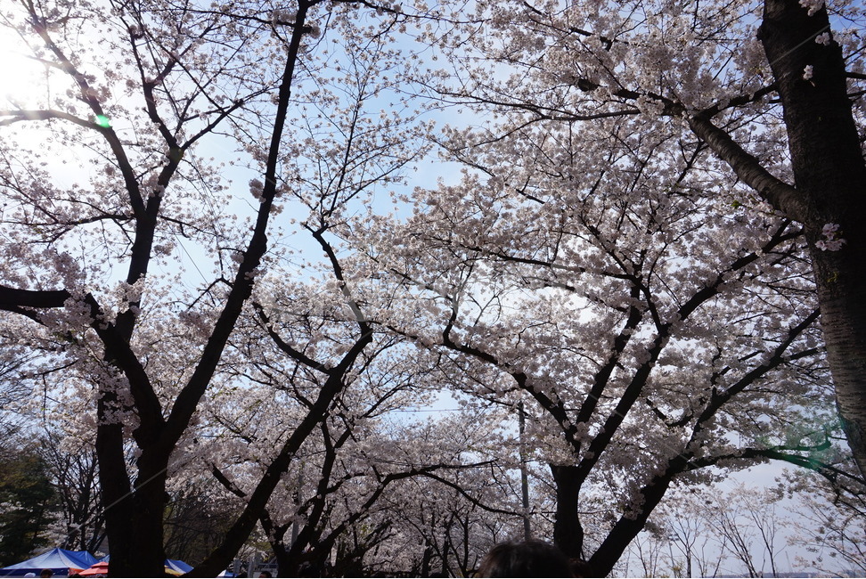 벚꽃,봄,여의도,벚꽃축제,분홍색,봄,계절,spring,season,자연,풍경,nature,landscape,식물,plants,나무,trees,wood,plant