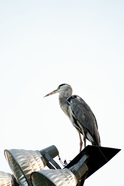 bird,새,animal,동물,waterfowl,물새,왜가리,동물,animal,조류,새,birds