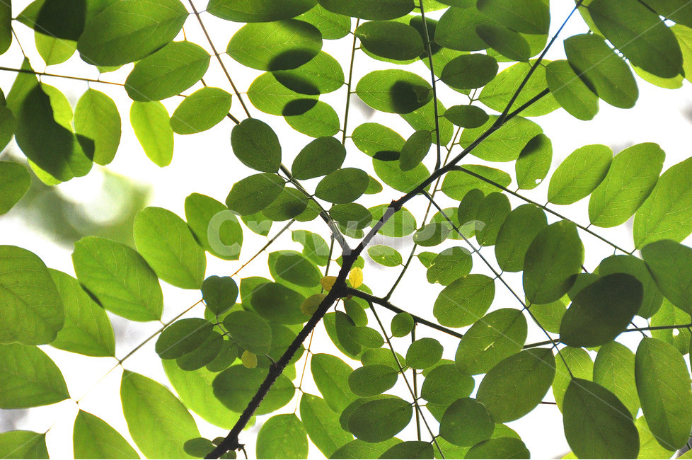 나무,식물,자연,역광,여름,단아,식물,자연,plants,nature
