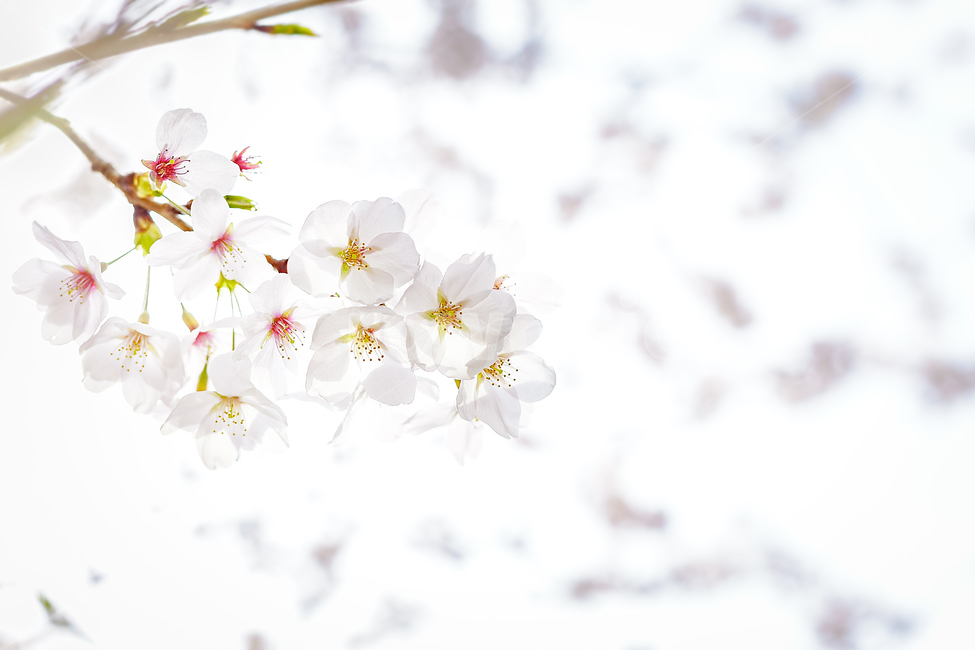 봄꽃,꽃,벚꽃,벛꽃,나무,봄,개화,벚꽃나무,봄,계절,spring,season,식물,자연,plants,nature,꽃,flower,plant