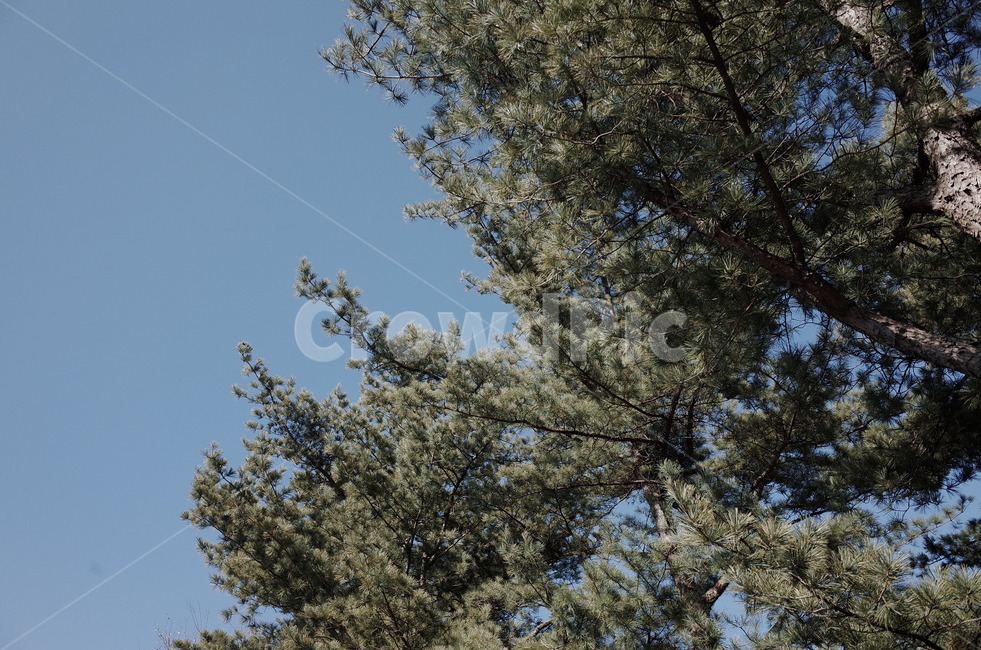 나무,겨울,소나무,하늘,sky,winter,tree
