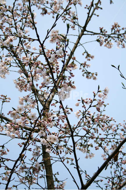 벚꽃,봄,봄날,감성,spring,flower,풍경,식물,꽃,봄,계절,spring,season,식물,자연,plants,nature,꽃,flower,plant
