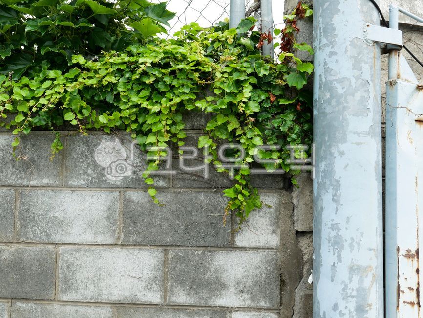 plant,close,fence,building
