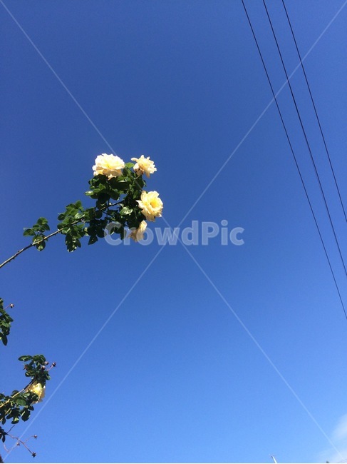 꽃,식물,자연,flower,nature