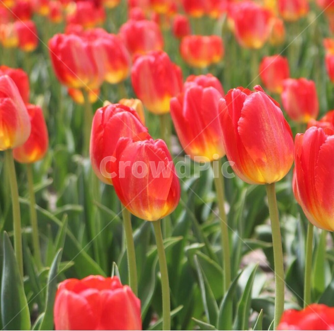 튤립,봄꽃,tulip,spring,튤립축제,flowers,식물,공원,꽃축제,배경,빨간색,노란색,beautiful,가든화단,정원,봄,자연,꽃,plants,nature,landcsape,식물,자연,plants,nature,꽃,flower