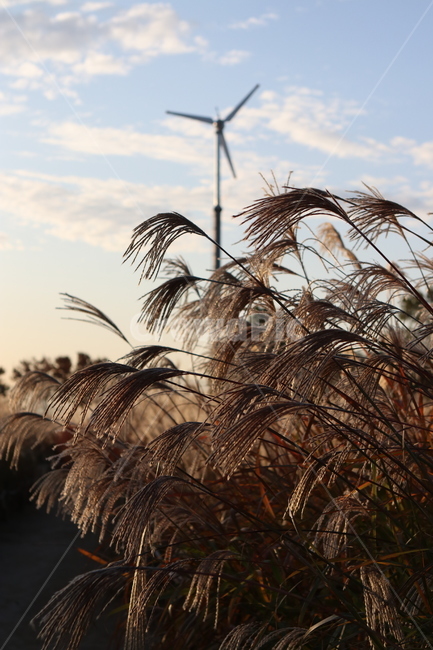 plant,식물,grass,잔디,공원,자연,갈대