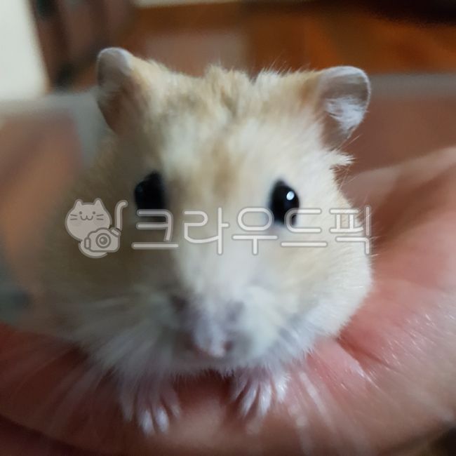 mouse,hamster,rodent,cuteness,animal