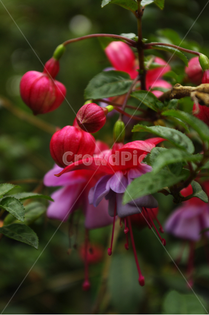 후크시아,꽃,식물,flower,plant,식물,자연,plants,nature,꽃,flower