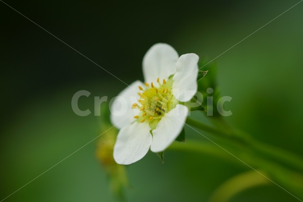 딸기꽃,식물,플라워,자연,nature,flower,이파리,잎사귀,식물성,과실,농장,농작물,농산물,싱싱한,싱싱한다,과수원,꽃잎,식물,자연,plants,nature,꽃,flower