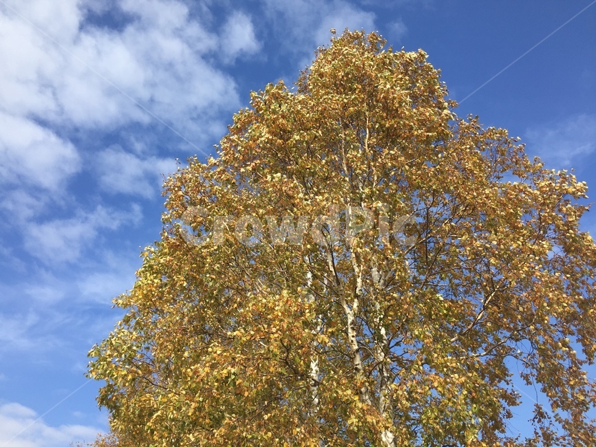 나무,하늘,가을,구름,자작나무,가을,계절,fall,autumn,season,자연,풍경,nature,landscape,tree,plant,식물