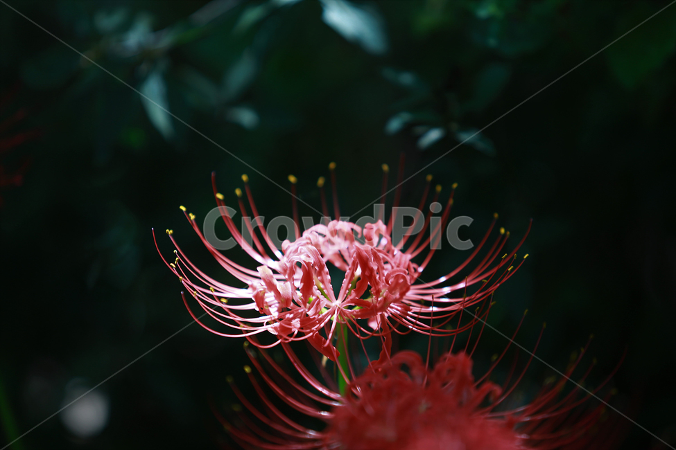 꽃,빨강,길상사,꽃무릇,상사화,flower,lily,red,식물,자연,plants,nature,꽃,flower