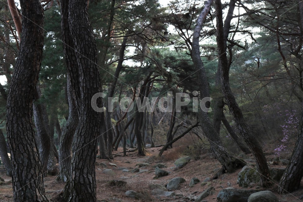 경주삼릉,나무,삼릉숲,푸름,tree,소나무,식물,자연,plants,nature,나무,trees,wood