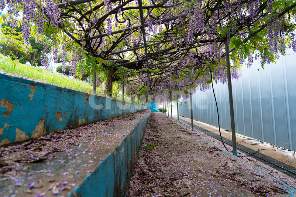 등나무꽃,보라색,풀,자연,등꽃,flower,계단,운동장,나무,봄,계절,spring,season,outdoors,옥외,garden,정원,plant,식물,tree