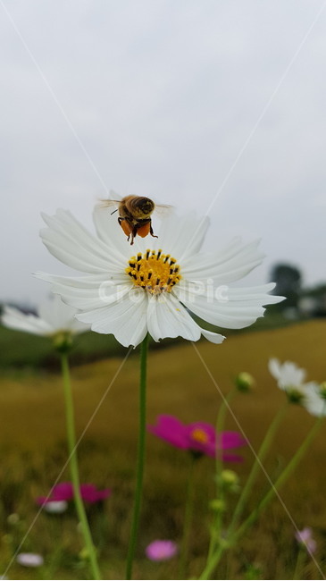 벌,코스모스,흰색,자연,가을,흐림,꿀벌,흰색코스모스,가을꽃,곤충,bee,insect,cosmos,autumn,plants,식물,자연,plants,nature,꽃,flower,동물,animal,곤충,벌레,insect,bug
