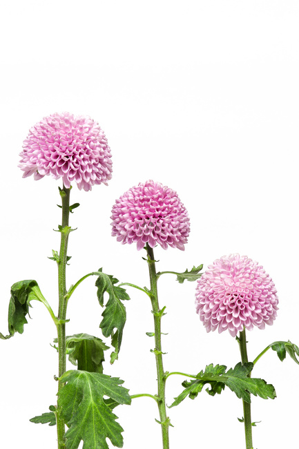 plant,식물,blossom,꽃,flower,꽃,flower
