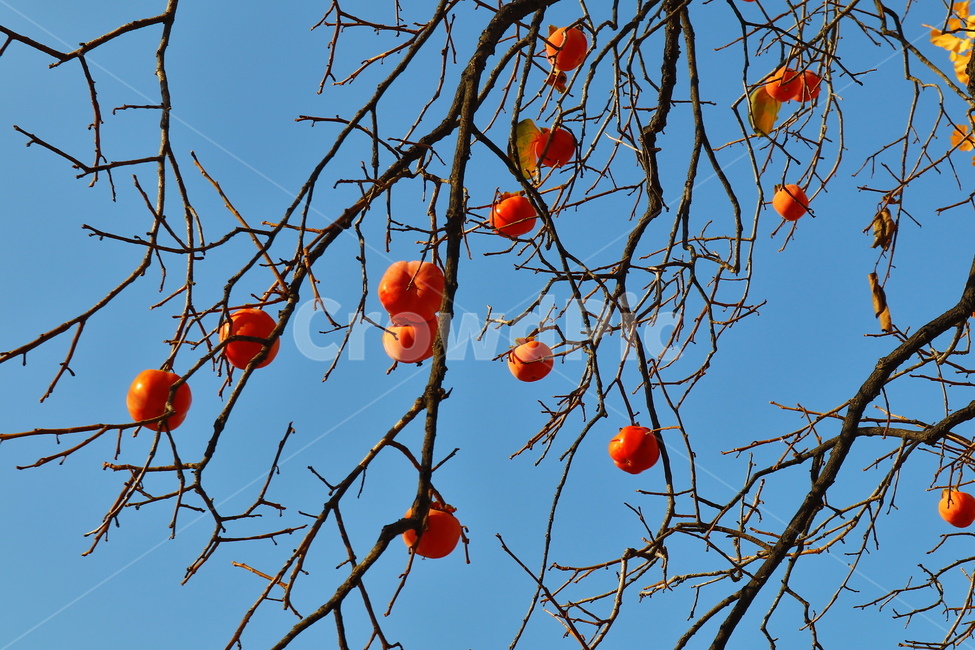 감나무,가을,열매,과일,감,나무가지,식물,자연,plants,nature,나무,trees,wood,과일,열매,fruit
