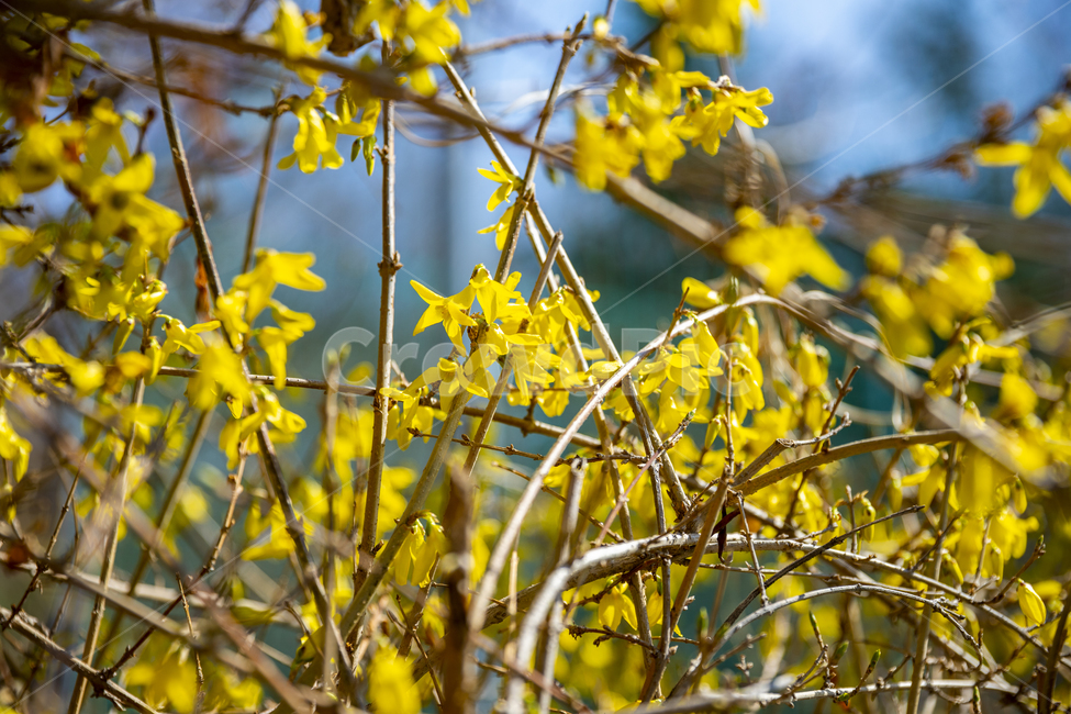 개나리,봄,봄꽃,노란꽃,koreanforsythia,yellow,spring,flower,봄,계절,spring,season,식물,자연,plants,nature,꽃,flower,plant