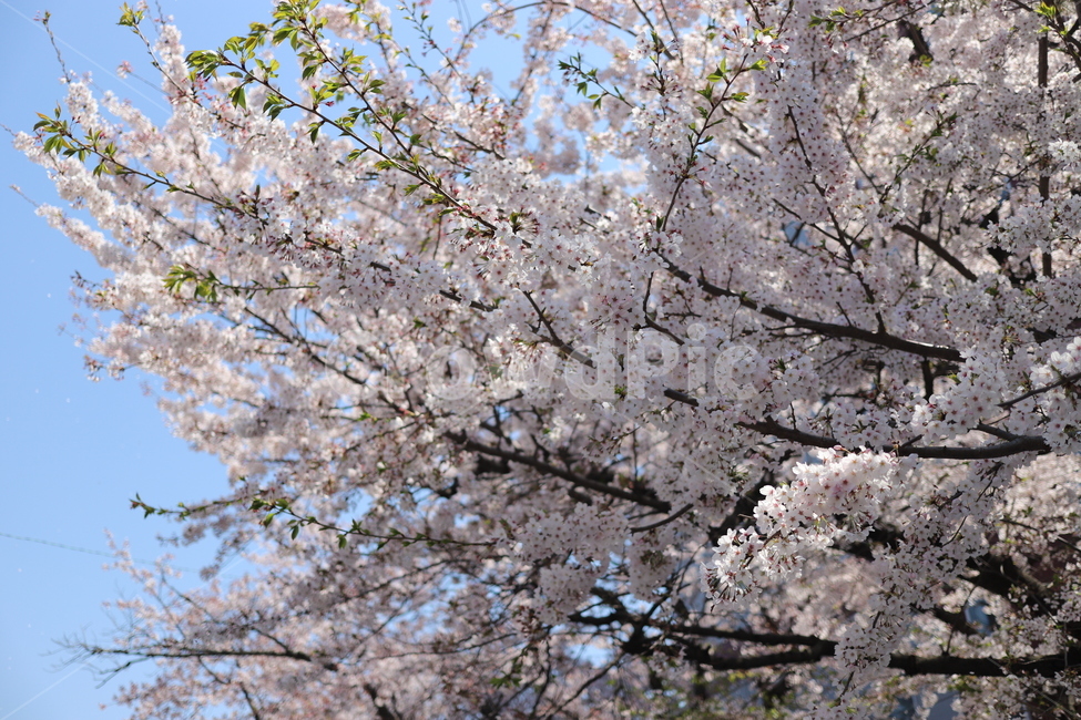 봄,벚꽂,4월벚꽃,flower,분홍꽃,핑크,꽃,봄꽃