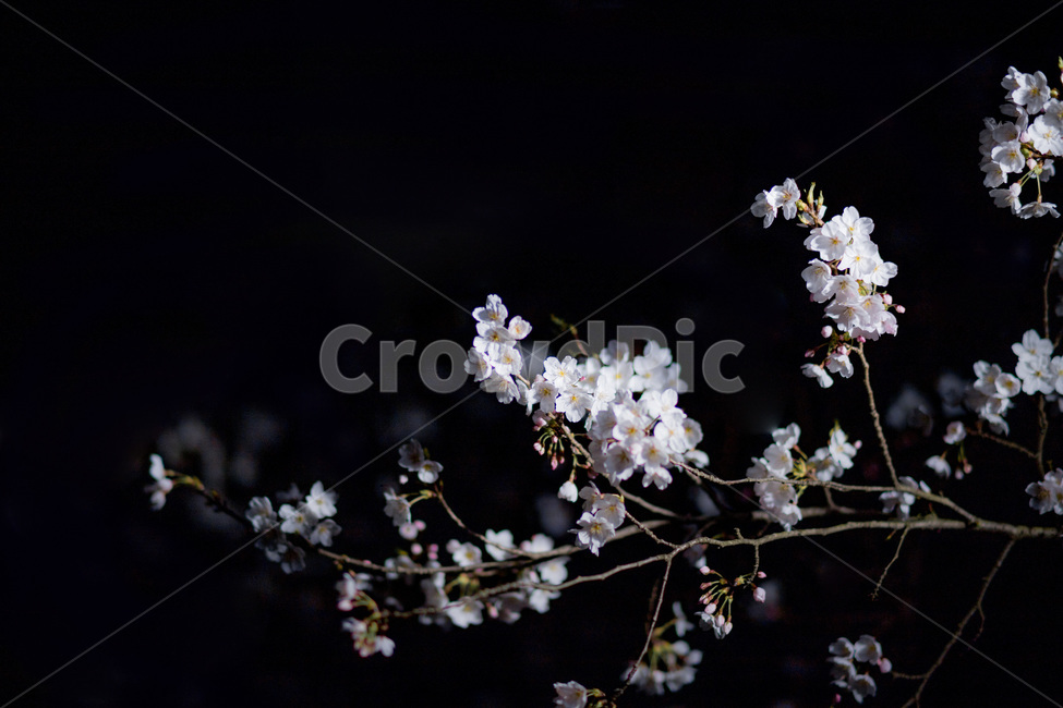 봄,벚꽃,꽃,밤,선진리성,night,봄,계절,spring,season,야경,밤,풍경,nightscape,night,landscape,plant,식물,flower,blossom