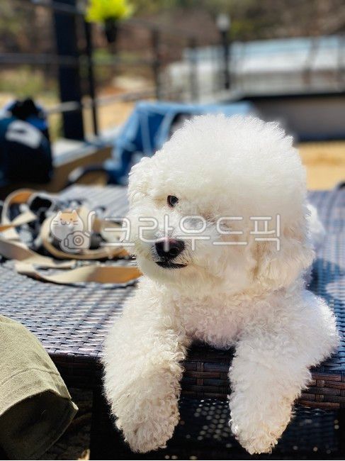 강아지,비숑,애견,비숑프라제,애견카페