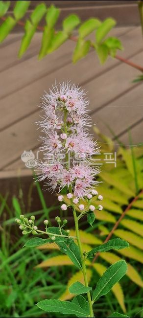 plant,식물,꼬리조팝나무,낙엽관목,쌍떡잎식물,장미과,붉은조룩싸리