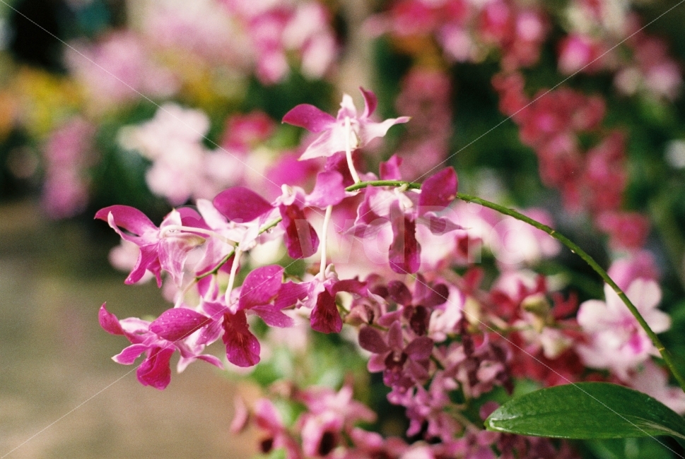 꽃,난초,화초,화분,보라색,식물,감성,필름사진,flower,purple,식물,자연,plants,nature,감성,sensible,feeling,꽃,flower