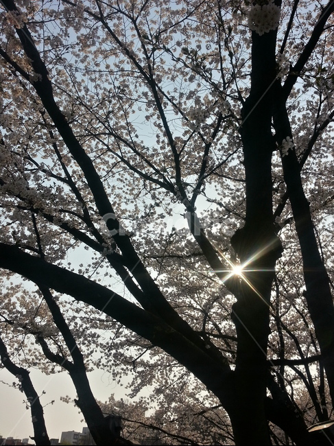 벚꽃,체리블라썸,cherryblossom,역광,backlight,봄,계절,spring,season,식물,자연,plants,nature,나무,trees,wood,flare,플레어,light,빛