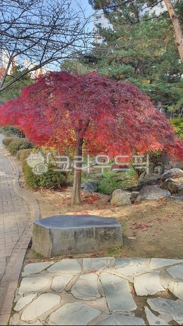 garden tree,Maple tree,landscaping tree,tree,peacock maple