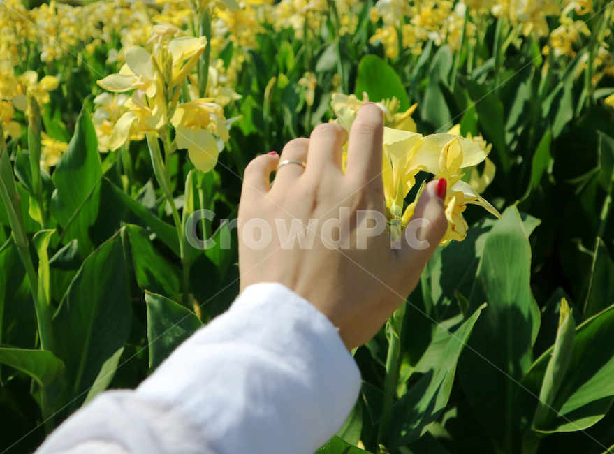 flora,growth,outdoor,field,white,beauty,beautiful,yellow,background,garden,natural,leaf,flower,hand,plant,green,nature,식물,꽃,노란색,손,잎사귀,잎,공원,정원,식물,자연,plants,nature,꽃,flower,신체일부,몸,body