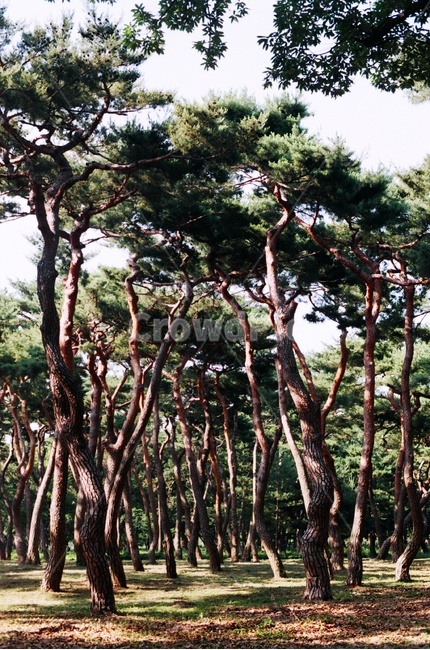 경주,황성공원,소나무,빛,필름카메라,자연,풍경,nature,landscape,tree,나무,plant,식물