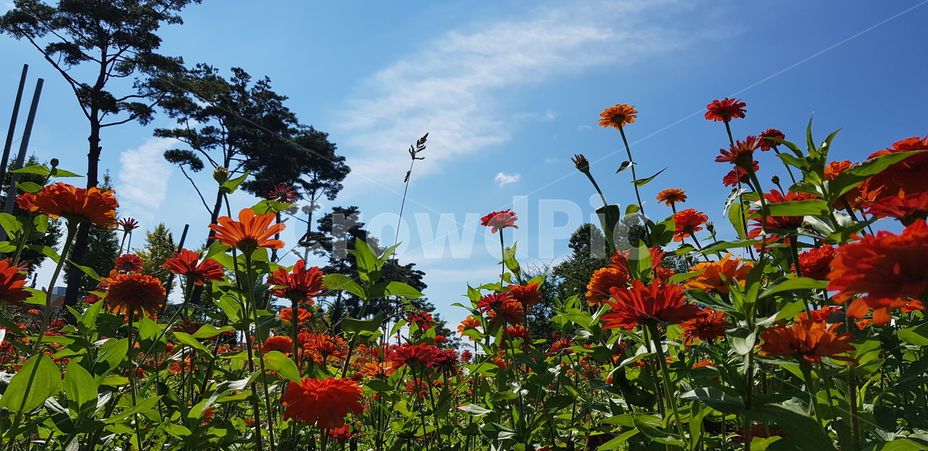 꽃,하늘,백일홍,공원,구름,나무,식물,풍경,식물,자연,plants,nature,꽃,flower