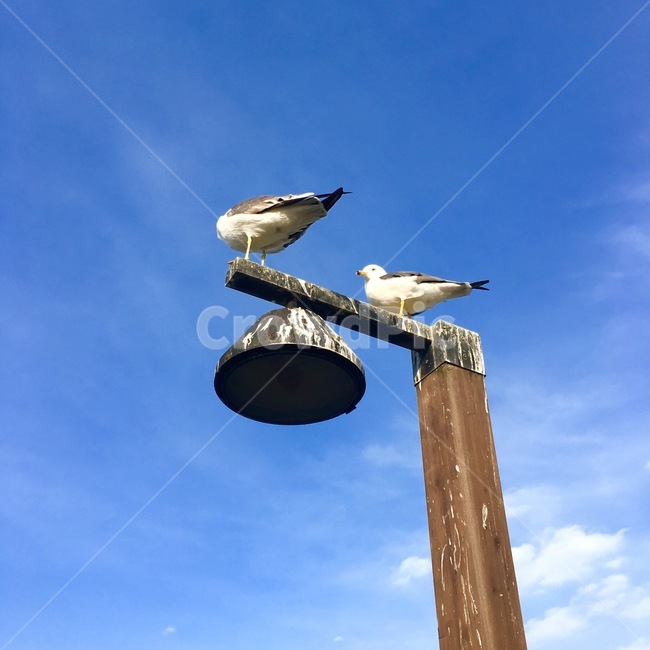 갈매기,새,하늘,동물,감성,동물,animal,조류,새,birds