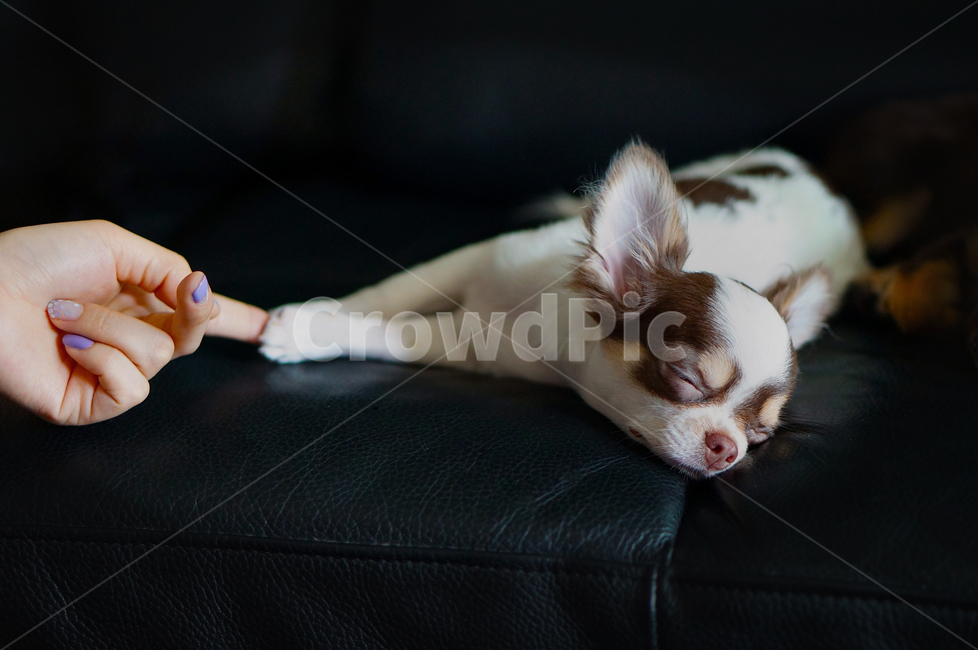 강아지,강아지발,교감,잠자는강아지,여자손,장모치와와,반려동물,치와와,dog,dogspaw,communicate,womanshand,sleepingdog,chihuahua,longhairedchihuahua,동물,animal,포유류,mammal,개,강아지,dog,doggy