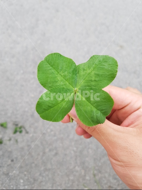 크로버,행운,초록,운,잎,식물,인간,사람,식물,자연,plants,nature
