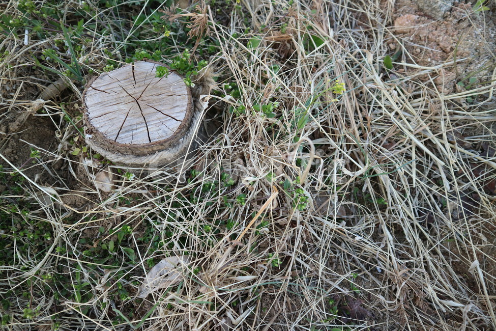 나이테,나무,자연,풀,풍경,식물,plants,nature,감성,emotional,고독,외로움,alone,식물,자연,plants,nature