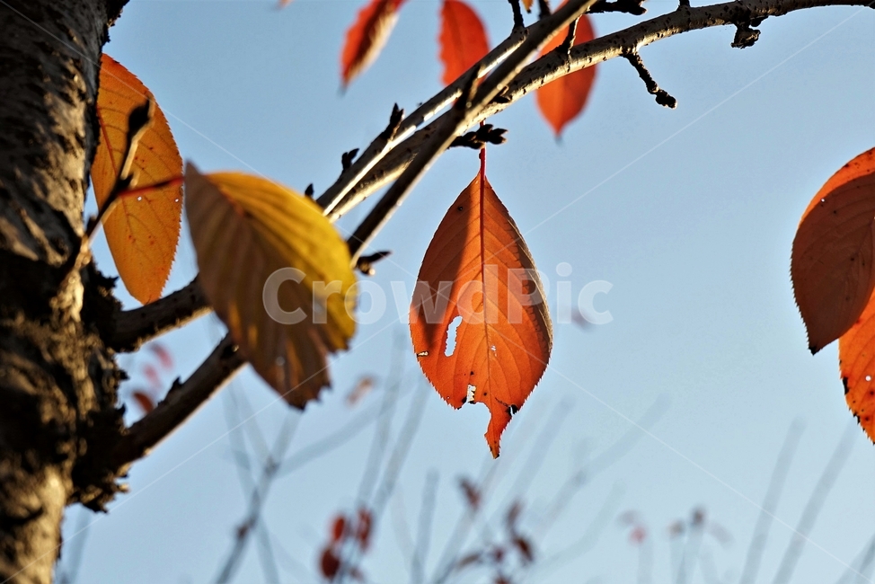 가을,단풍,잎,나무,자연,역광,갈색,붉은색,늦가을,autumn,fall,nature,backlight,leaves,brown,red,sky,가을,계절,fall,autumn,season,veins,정맥