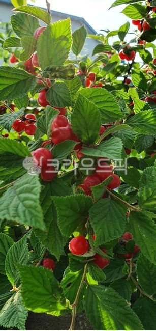 plant,식물,앵두나무열매,앵두열매,붉은열매