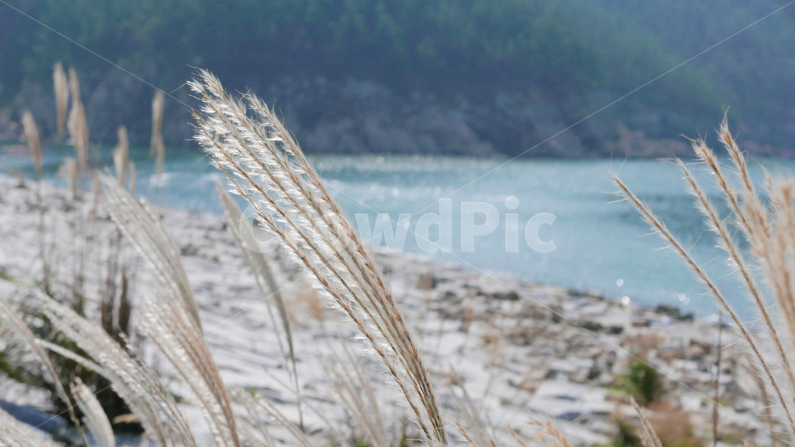 식물,억새,갈대,바다,물,자연,풍경,nature,landscape,grass,잔디,plant,lawn