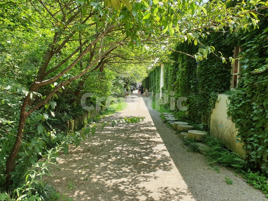 outdoors,옥외,garden,정원,길,여름,햇살,따뜻함