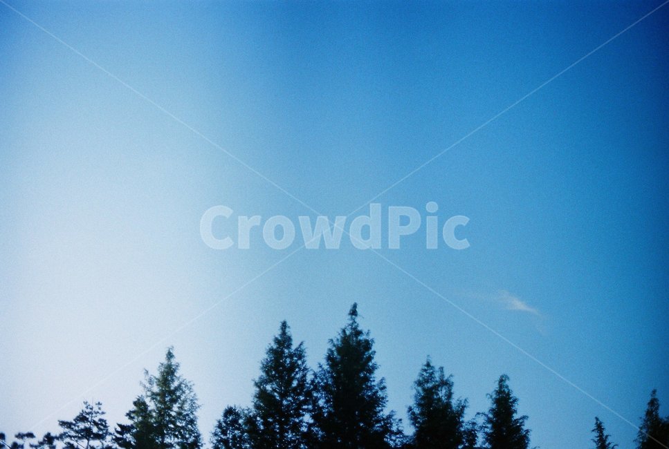 나무,하늘,자연,필름,날씨,tree,sky,nature