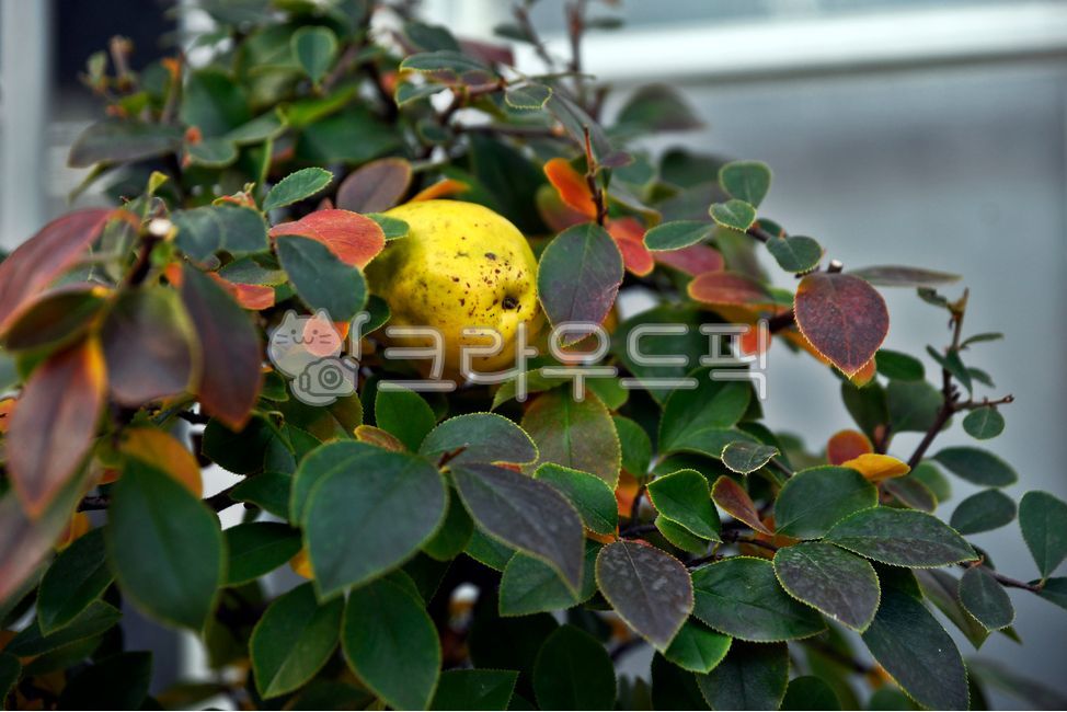 무화과,무화과나무,뽕나무과,ficuscarica,떨기나무,과실