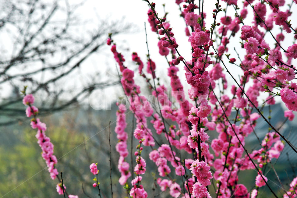 복사꽃,복사나무,약재,식물,꽃,복숭아,장미과,식물,자연,plants,nature,꽃,flower