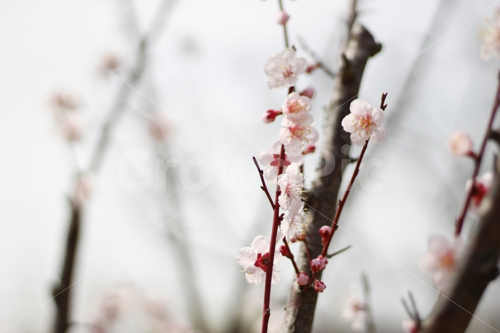 flower,spring,봄,자연,꽃,식물,나무,벚꽃,식물,자연,plants,nature,감성,sensible,feeling,봄,계절,spring,season,꽃,flower,plant,blossom