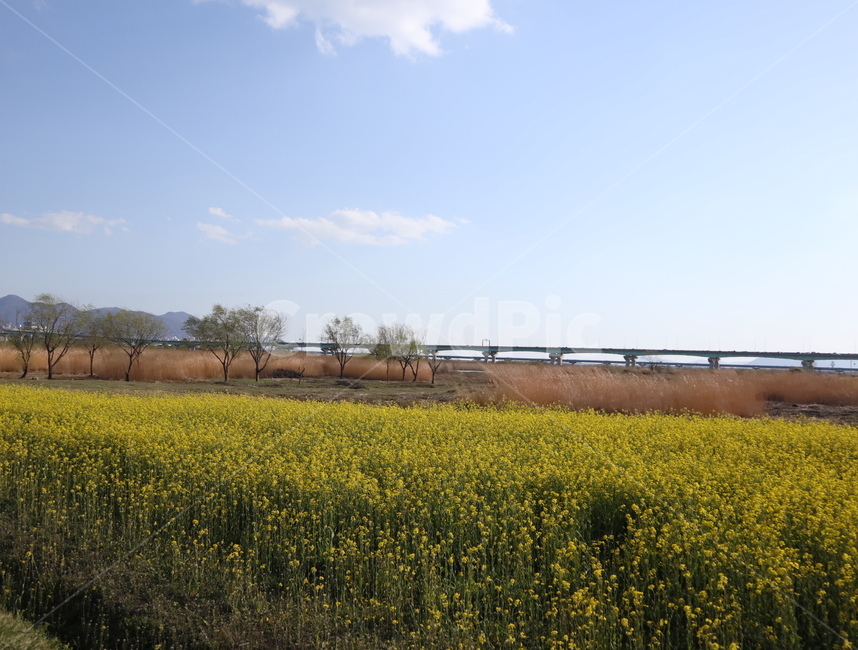 유채꽃,갈대,하늘,다리,식물,자연,풍경,nature,landscape,grassland,목초지,field,들,outdoors,옥외
